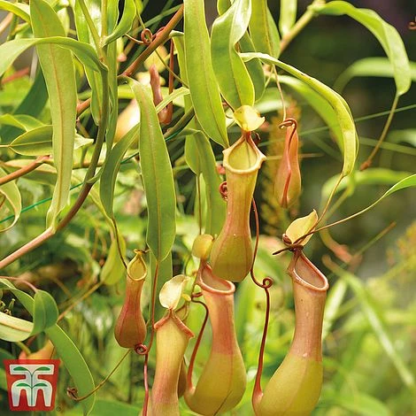 Nepenthes Alata - Image 6