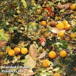 Citrus 'Orange Flying Tiger'