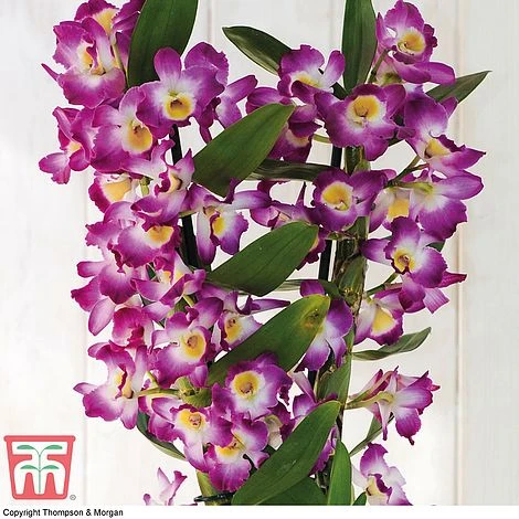 Orchid 'Star Class Lilac' - Gift - Image 2