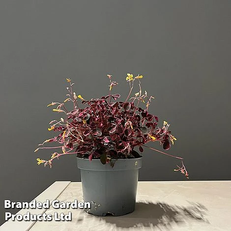 Oxalis Triangularis 'Vulcan Pink' - Image 3