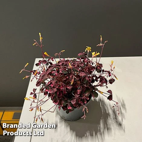 Oxalis Triangularis 'Vulcan Pink' - Image 4