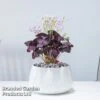 Oxalis Triangularis (Purple)
