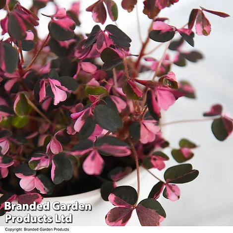Oxalis Triangularis 'Vulcan Pink' - Image 2