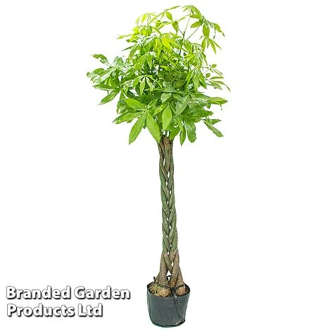 Pachira Aquatica Tree With Braided Stem - Image 4