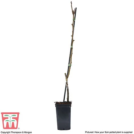 Pear 'Mini Conference' - Image 3