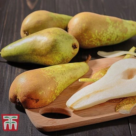 Pear 'Mini Conference' - Image 2