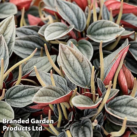 Peperomia Caperata 'Santorini' - Image 2