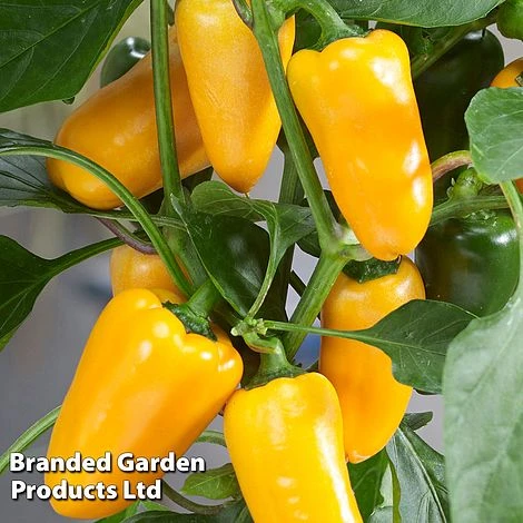 Vegetable Windowsill Collection - Image 3