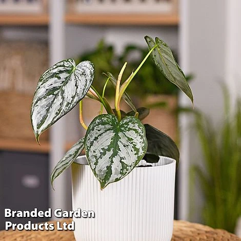 Philodendron Brandtianum 'Brandi' - Image 2