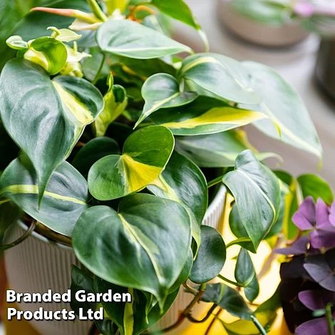 Philodendron Scandens Brasil - Image 2