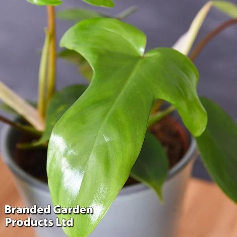 Philodendron 'Florida' - Image 2