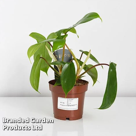 Philodendron 'Florida' - Image 3