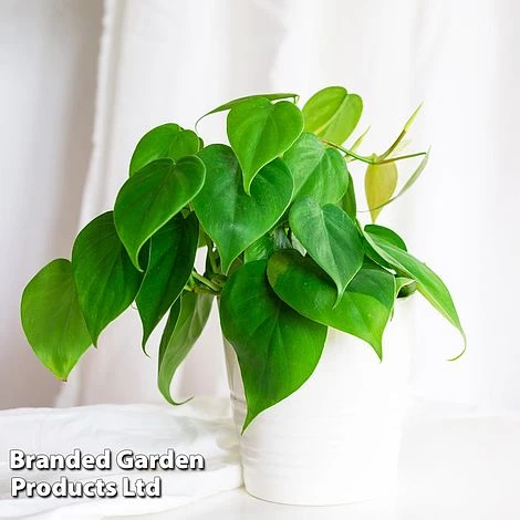 Philodendron Scandens