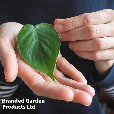 Philodendron Scandens - Image 2