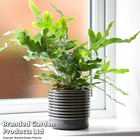 Nurseryman's Choice Indoor Fern Mix - Image 5