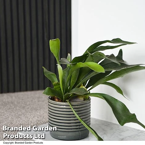 Nurseryman's Choice Indoor Fern Mix - Image 6