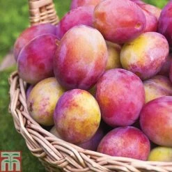 Plum 'Victoria'