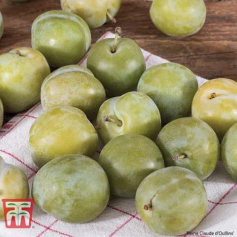 Plum Duo Patio Fruit Trees - Image 2