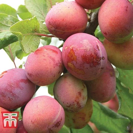 Plum Duo Patio Fruit Trees - Image 4