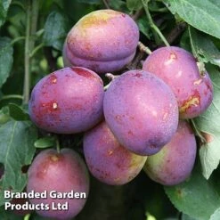 Plum 'Jubilee'