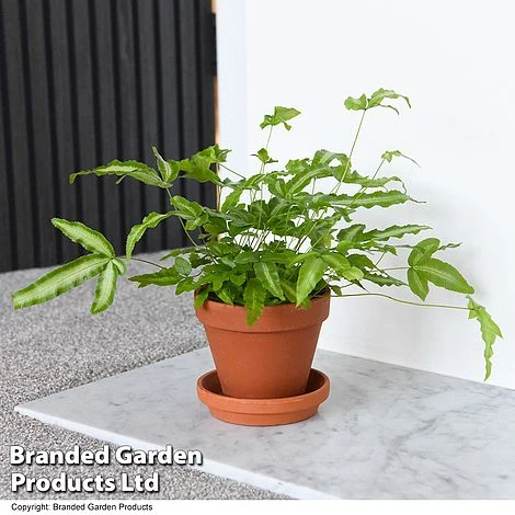 Nurseryman's Choice Indoor Fern Mix - Image 7