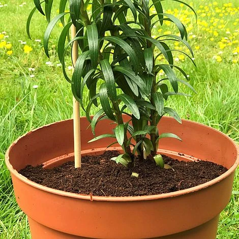 'Pot Master' Drainer Disc (packs Of 3) - Image 7