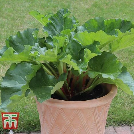 Rhubarb 'Sanvitos® Summer' - Image 3