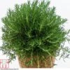 Rosemary 'Roman Beauty'