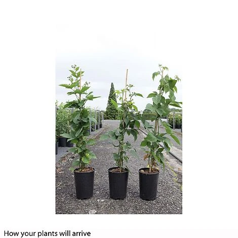 Blackberry 'Black Satin' - Image 2