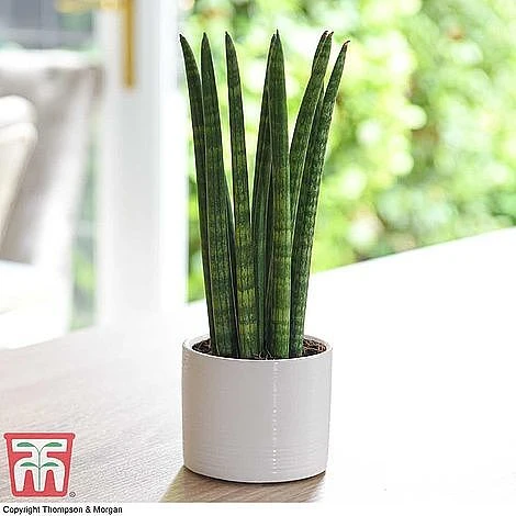 Easy Care Houseplant Collection - Image 7