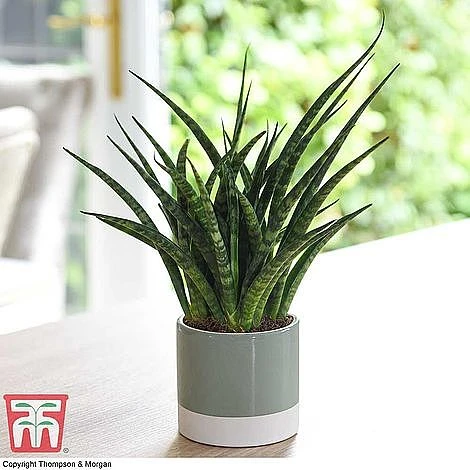 Easy Care Houseplant Collection - Image 6