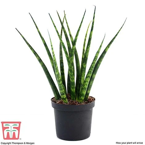 Sansevieria 'Fernwood' - Image 4