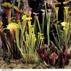 Sarracenia (Pitcher Plant) Mix