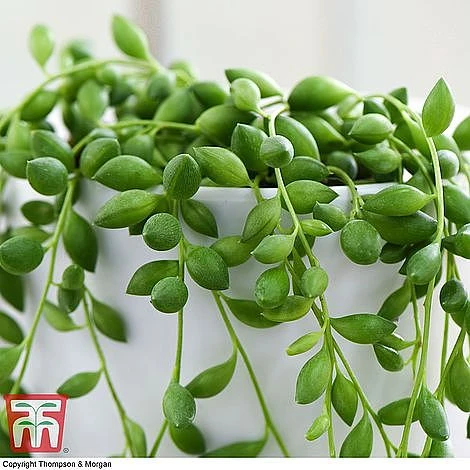 Senecio 'String Of Teardrops' - Image 2