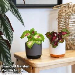 Solenostemon Scutellarioides 'Mix'