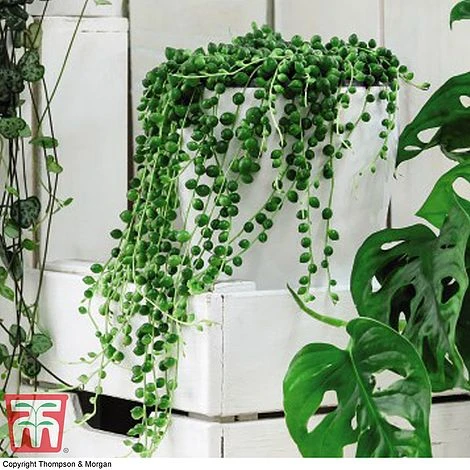 Senecio 'String Of Pearls' - Image 3