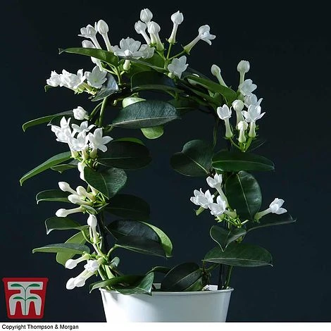 Stephanotis Floribunda On A Hoop - Image 3