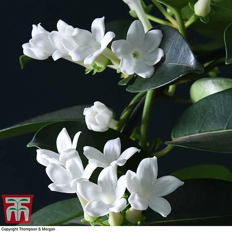 Stephanotis Floribunda On A Hoop - Image 2