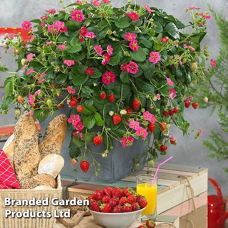 Grow Your Own Strawberry Collection - Image 6