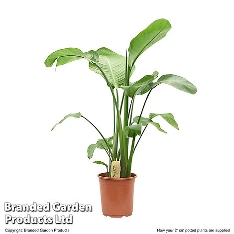 Strelitzia Nicolai - Image 8