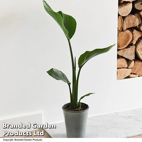 Strelitzia Nicolai - Image 5