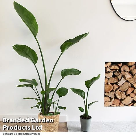Strelitzia Nicolai - Image 3
