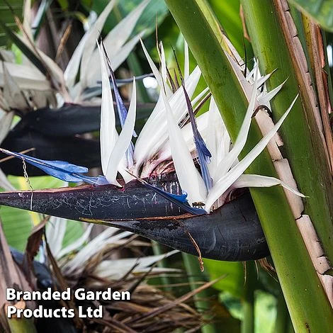 Strelitzia Nicolai - Image 2