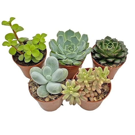 5 Succulent Starter Plant Collection Indoor Cacti Houseplants Terrarium Plants - Image 2