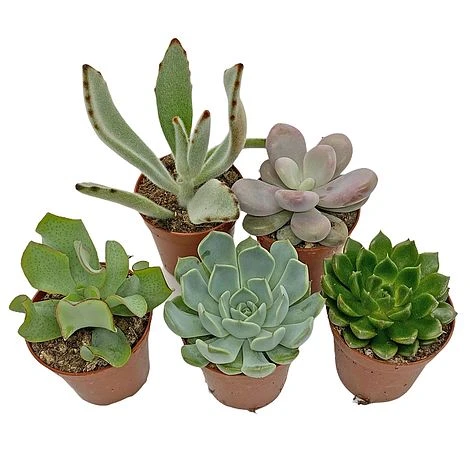 5 Succulent Starter Plant Collection Indoor Cacti Houseplants Terrarium Plants - Image 3