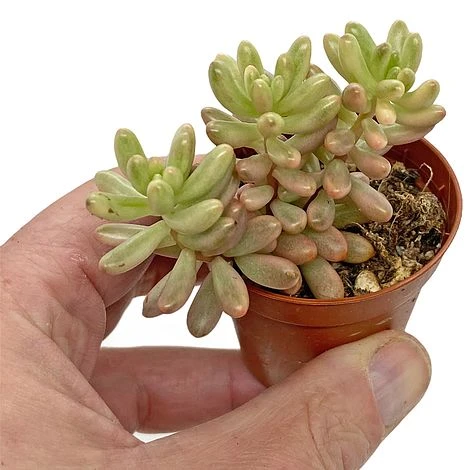 5 Succulent Starter Plant Collection Indoor Cacti Houseplants Terrarium Plants - Image 4