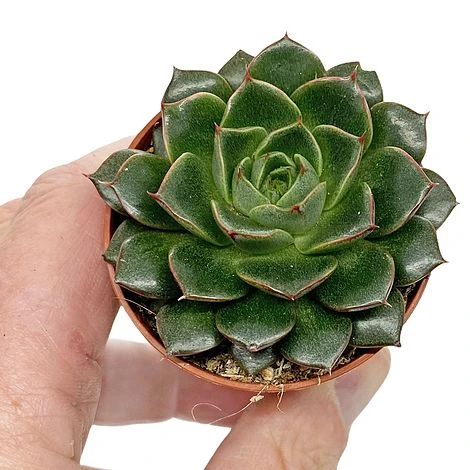 5 Succulent Starter Plant Collection Indoor Cacti Houseplants Terrarium Plants - Image 5