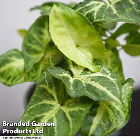 Syngonium 'Pixie' - Image 4