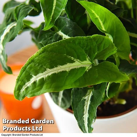 Syngonium Wendlandii - Image 3