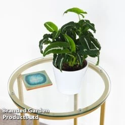 Syngonium Wendlandii